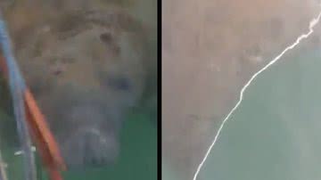 Imagem Não era tubarão? Banhistas registram peixe-boi no Porto da Barra; veja vídeo