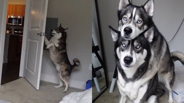 Reprodução/TikTok @imbluethehusky