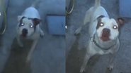 Reprodução// TikTok @pitmo8seis