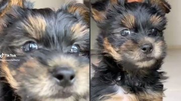 Reprodução// TikTok @eusouocleitinho