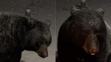Reprodução / Tik Tok