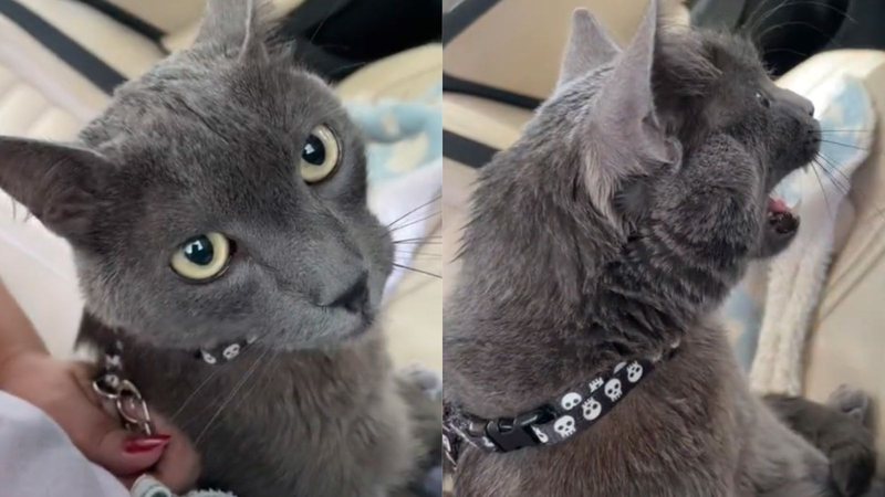 Reprodução/TikTok @vaacunha