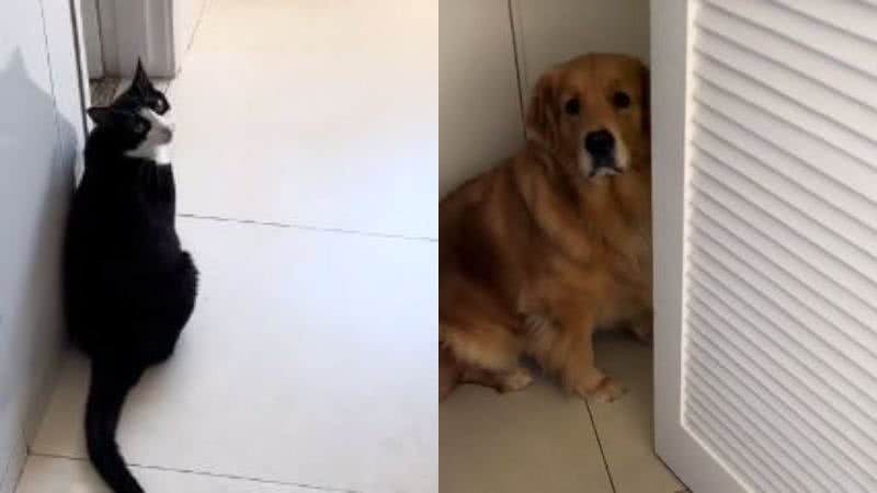 Reprodução// TikTok @momorathegolden