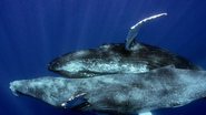 Reprodução/Instagram/@pacificwhalefoundation