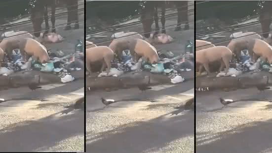 Imagem Porcos comendo lixo nas ruas de Periperi preocupam moradores