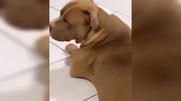 Reprodução/ Vídeo