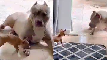 Reprodução/TikTok @bigmonster002
