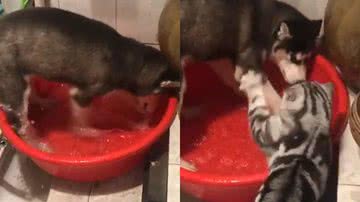 Reprodução/Twitter @TheWoofWorld