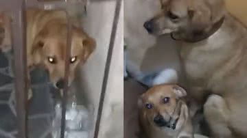 Reprodução/TikTok @macumbinhadominiqubardot