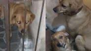 Reprodução/TikTok @macumbinhadominiqubardot