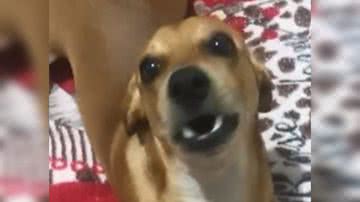 Reprodução/ Vídeo