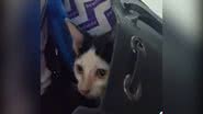 Reprodução/TikTok @carolmidoriprotetora