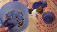 Reprodução/TikTok @neganpinscher
