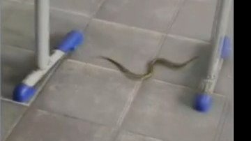 Reprodução/Vídeo