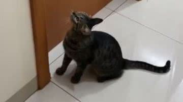 Reprodução/RedesSociais