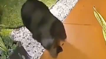 Reprodução/RedesSociais