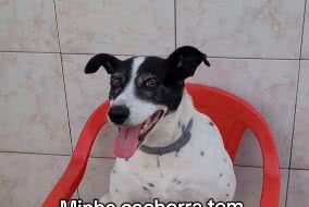 Reprodução// TikTok @quadrilhade4patas