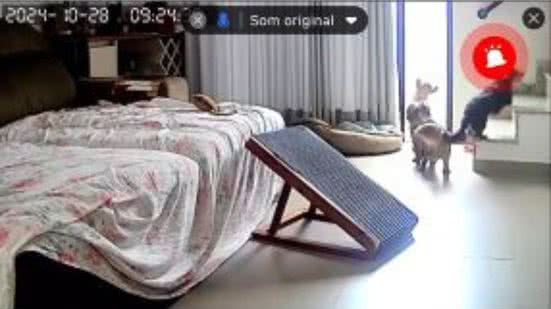 Reprodução// TikTok @marinabarbosadacosta