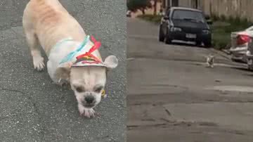 Reprodução/TikTok @evelyntortellirghizzi