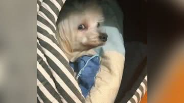 Reprodução/TikTok @analu.touson