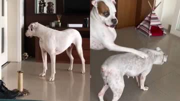 Reprodução/TikTok @danibomfin