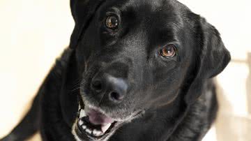 Bruno/Germany por Pixabay