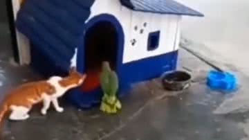 Reprodução/ Vídeo/Tiktok  @loucura__animal