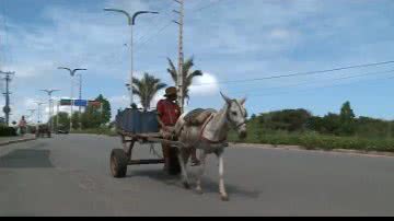 Imagem Audiência pública debate uso de carroças