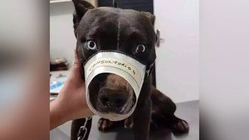 Reprodução/PMA