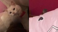 Reprodução/TikTok @lazaroeluna
