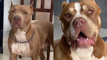 Reprodução/TikTok /@pitbulldraxxoficial