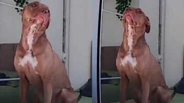 Reprodução/TikTok @seuamigopitbull