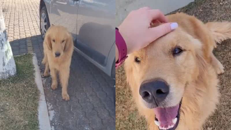 Reprodução// TikTok @chico_collie