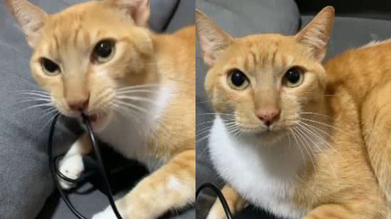 Reprodução// TikTok @bobpimentinha