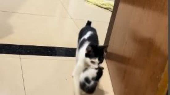 Reprodução// TikTok @paulagermogesti