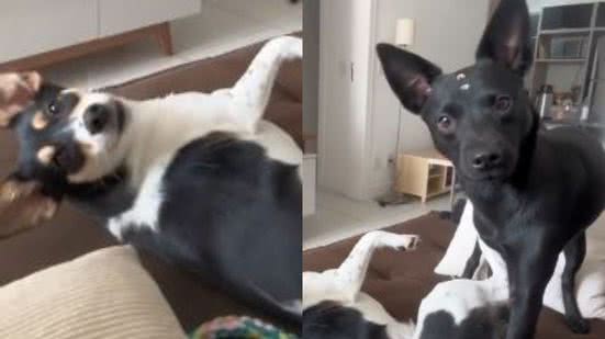 Reprodução//TikTok @cacau_e_zaya