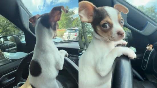 Reprodução// TikTok @chihuahua.stark
