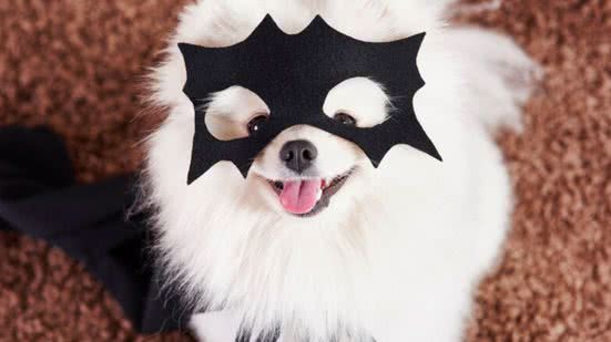 Imagem Petiscos ou travessuras: confira 4 dicas para fantasiar seu pet para o Halloween