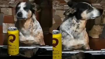 Reprodução/TikTok @carooline.rittes