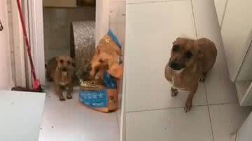 Reprodução/TikTok @nalakinderovo