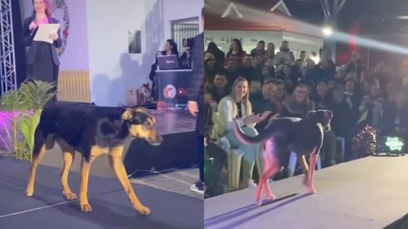 Reprodução/TikTok @danieli.weber