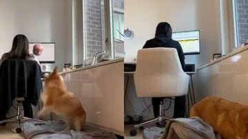 Reprodução / TikTok @dash_and_furrious
