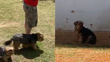 Reprodução/TikTok @carolmiiiranda