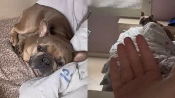 Reprodução/TikTok @zeca.bulldog