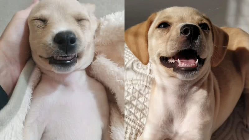 Reprodução/Instagram @cacau_caramelo_cia