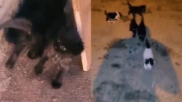 Reprodução/TikTok @wellington_11dsul