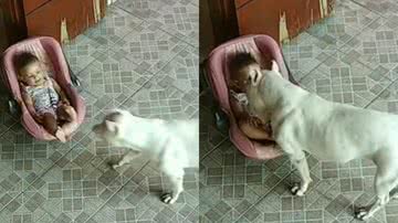 Reprodução/TikTok @redpitbull0