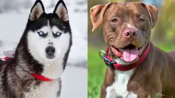Reprodução/TikTok @habibi.the.happy.dog
