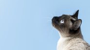 reprodução - freepik
