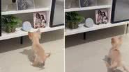 Reprodução / Tiktok @mayamaria.chihuahua